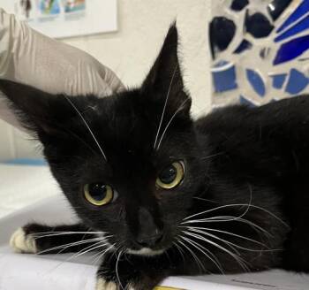 BARNETT -  Domestic Short Hair Cat for Adoption in Pensacola, Florida - BARNETT | PetCurious