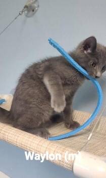 Waylon -  Domestic Short Hair Cat for Adoption in Beatrice, Nebraska - Waylon | PetCurious