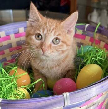 Domestic Short Hair Cats Available for Adoption - Margarita | PetCurious