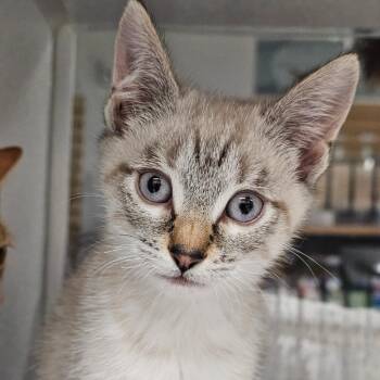 Domestic Short Hair Cats Available for Adoption in Seattle, Washington - Groot | PetCurious