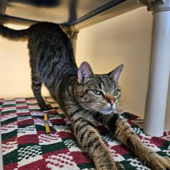 Sissy -  Domestic Short Hair Cat for Adoption in Harrisonburg, Virginia - Sissy | PetCurious