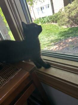 Domestic Short Hair Cats Available for Adoption - Scaredy Cat | PetCurious