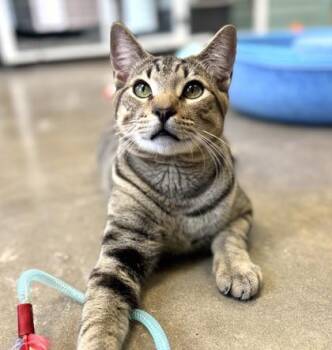 Domestic Short Hair Cats Available for Adoption - BUBBA | PetCurious