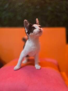 Tippy -  Domestic Short Hair Cat for Adoption in Sebastian, Florida - Tippy | PetCurious