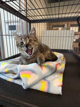 Enzo -  Domestic Short Hair Cat for Adoption in Bossier City, Louisiana - Enzo | PetCurious