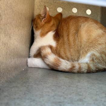 Big Bart -  Domestic Short Hair Cat for Adoption in Philadelphia, Pennsylvania - Big Bart | PetCurious