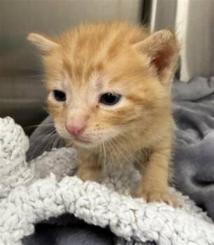 VENUSAUR -  Domestic Short Hair Cat for Adoption in Rosenberg, Texas - VENUSAUR | PetCurious