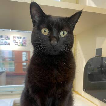 Domestic Short Hair Cats Available for Adoption in Rochester, Minnesota - Lilith | PetCurious