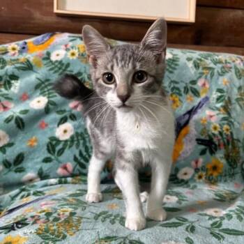 Omelet Sunnyside -  Tabby and Domestic Short Hair Cat for Adoption in Friendswood, Texas - Omelet Sunnyside | PetCurious