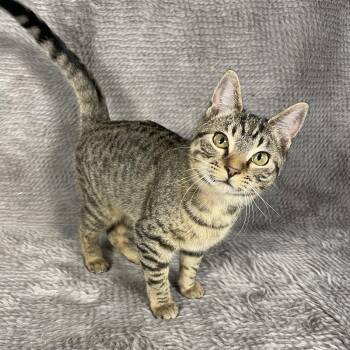 Domestic Short Hair Cats Available for Adoption in Social Circle, Georgia - Skyline - Andrea Foster | PetCurious