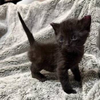 Rowlf -  Domestic Short Hair Cat for Adoption in Bentonville, Arkansas - Rowlf | PetCurious