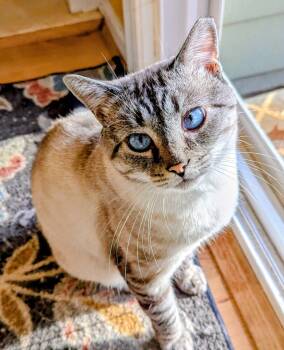 Rescue Siamese Cats for Adoption in Cary, North Carolina - Caspain Jr. | PetCurious