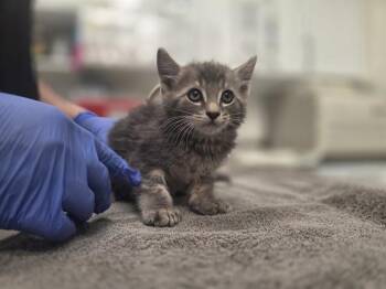 BLUFF -  Domestic Short Hair Cat for Adoption in Antioch, California - BLUFF | PetCurious