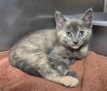 Tequila -  Domestic Short Hair Cat for Adoption in Liverpool, New York - Tequila | PetCurious