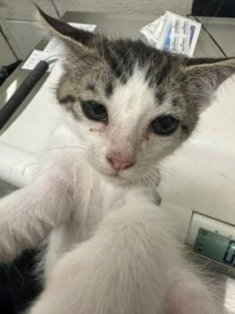 A272906 -  Domestic Short Hair Cat for Adoption in Chula Vista, California - A272906 | PetCurious
