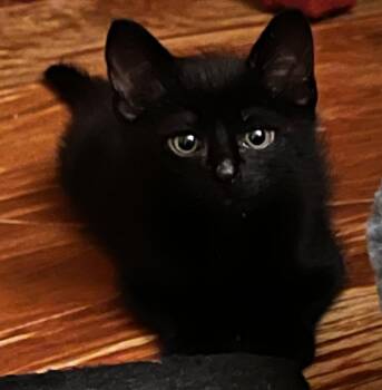 Loki -  Domestic Short Hair Cat Available for Adoption in Stone Mountain, Georgia - Loki | PetCurious