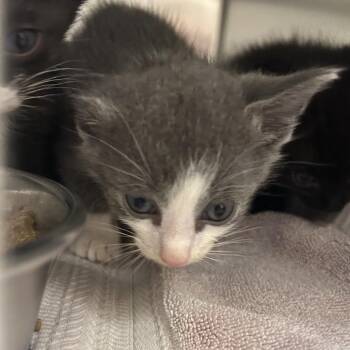 Kilimanjaro -  Domestic Short Hair Cat for Adoption in Asheville, North Carolina - Kilimanjaro | PetCurious