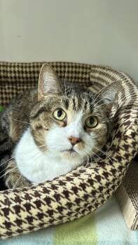 Domestic Short Hair Cats Available for Adoption in White Oak, Pennsylvania - Yuri | PetCurious