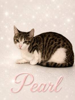 Pearl (FCID# 05/07/2026 - 18 Middletown PS) C -  Domestic Short Hair and Tabby Cat for Adoption in Greenville, Delaware - Pearl (FCID# 05/07/2026 - 18 Middletown PS) C | PetCurious