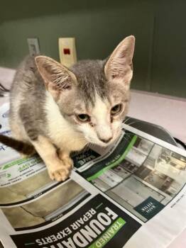 WEEVIL -  Domestic Short Hair Cat for Adoption in Jacksonville, Florida - WEEVIL | PetCurious