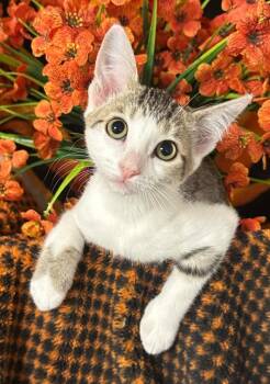 3/11/26 Brycely -  Domestic Short Hair Cat for Adoption in Stillwater, Oklahoma - 3/11/26 Brycely | PetCurious
