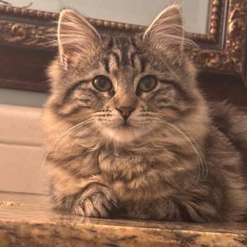 Domestic Long Hair Cats Available for Adoption - Tabitha | PetCurious
