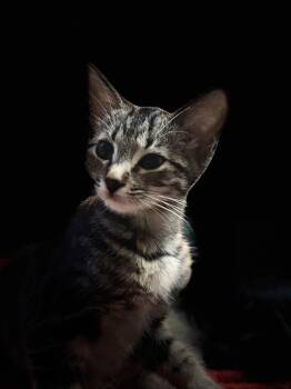 Lexi -  Domestic Short Hair Cat for Adoption in Oviedo, Florida - Lexi | PetCurious