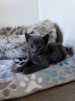 Milo -  Chartreux and Domestic Short Hair Cat for Adoption in Lancaster, California - Milo | PetCurious