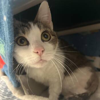 Domestic Short Hair Cats Available for Adoption in Charlottesville, Virginia - Warbler | PetCurious