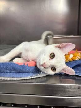 Domestic Short Hair Cats Available for Adoption in Murray, Kentucky - Pebbles | PetCurious