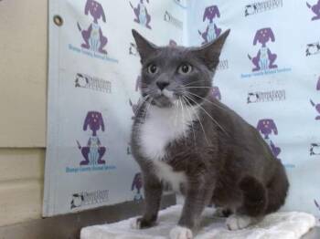Domestic Short Hair Cats Available for Adoption in Orlando, Florida - CANDY | PetCurious