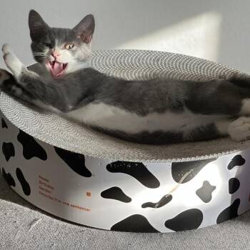 Lorelai -  Domestic Short Hair Cat for Adoption in Greenfield, Indiana - Lorelai | PetCurious