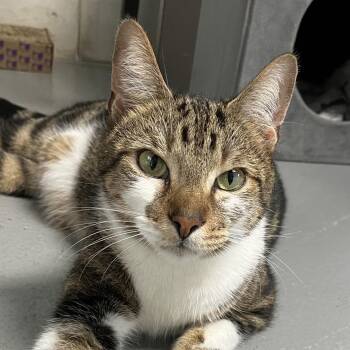 Sora -  Domestic Short Hair Cat for Adoption in Sarasota, Florida - Sora | PetCurious