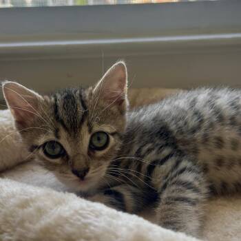 Venus -  Domestic Short Hair Cat for Adoption in Westhampton, New York - Venus | PetCurious