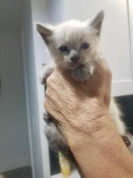 Nash (pre-adoption) -  Domestic Short Hair Cat for Adoption in Huntington Beach, California - Nash (pre-adoption) | PetCurious