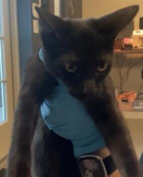 SERBY -  Domestic Short Hair Cat for Adoption in San Antonio, Texas - SERBY | PetCurious