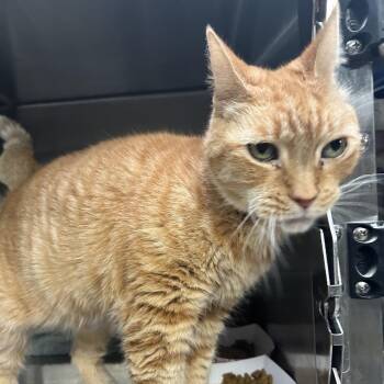 Tauriel -  Domestic Short Hair Cat for Adoption in Hawthorne, California - Tauriel | PetCurious