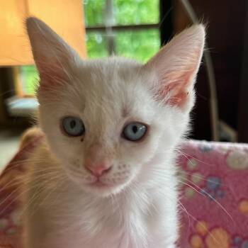 Domestic Short Hair Cats Available for Adoption in Madison, Wisconsin - Cassie | PetCurious