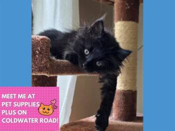 WHITNEY -  Domestic Long Hair Cat for Adoption in Fort Wayne, Indiana - WHITNEY | PetCurious