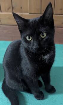 Raven -  Domestic Short Hair Cat for Adoption in Moline, Illinois - Raven | PetCurious