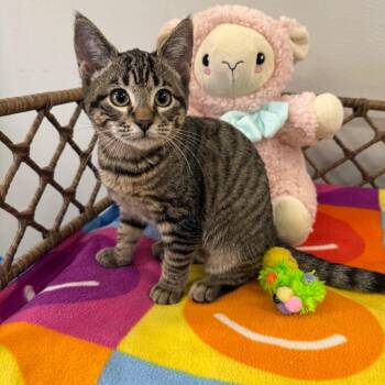 Domestic Short Hair Cats Available for Adoption - Maelle | PetCurious