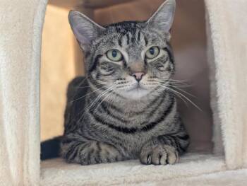 PRADA -  Domestic Short Hair Cat for Adoption in Camarillo, California - PRADA | PetCurious