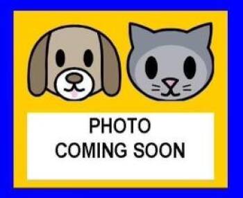 DARLA -  Domestic Short Hair Cat for Adoption in San Antonio, Texas - DARLA | PetCurious