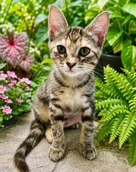 Angel -  Domestic Short Hair Cat for Adoption in Hudson, New Hampshire - Angel | PetCurious