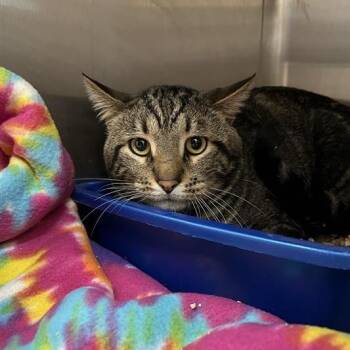 Domestic Short Hair Cats Available for Adoption - Thomas | PetCurious