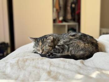 Rey -  Domestic Short Hair Cat for Adoption in Saint Paul, Minnesota - Rey | PetCurious