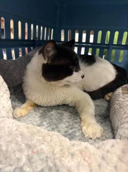 Domestic Short Hair Cats Available for Adoption in Stockton, California - ANGELITO | PetCurious