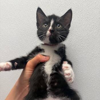 Thumb (Maroon) -  Domestic Medium Hair Cat Available for Adoption in Sunnyvale, California - Thumb (Maroon) | PetCurious