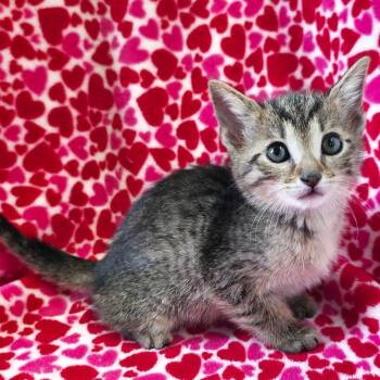 Megamouth -  Domestic Short Hair Cat for Adoption in Mt. Juliet, Tennessee - Megamouth | PetCurious