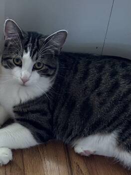 Tabby and Domestic Short Hair Cats Available for Adoption in Gilbert, Arizona - Dash | PetCurious